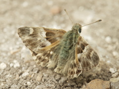 Muschampia
