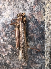 Schistocerca americana