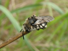 Melecta albifrons