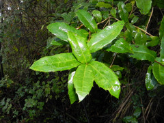 Berberis negeriana