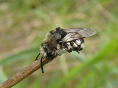 Melecta albifrons