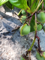 Davilla macrocarpa