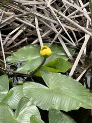 Nuphar advena image