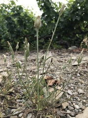 Scorzonera laciniata