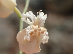 Streptanthus glandulosus albidus
