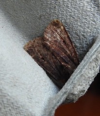 Austramathes purpurea