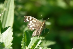 Pararge aegeria