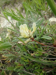 Astragalus fragrans