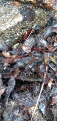 Armadillidium vulgare