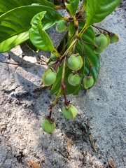 Davilla macrocarpa