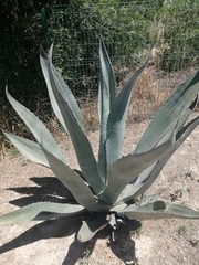 Agave tequilana