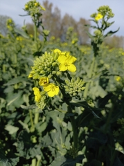Brassica napus napus