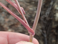 Streptanthus glandulosus albidus