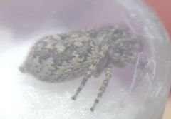 Attulus dzieduszyckii