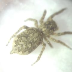 Attulus dzieduszyckii