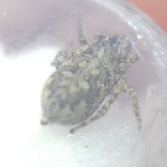 Attulus dzieduszyckii