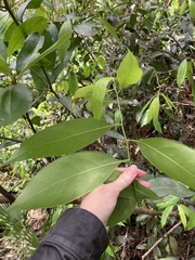 Nectandra coriacea