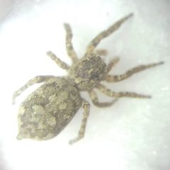 Attulus dzieduszyckii