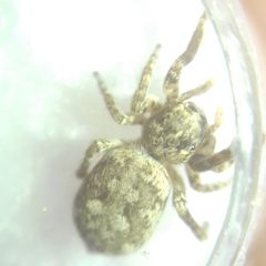 Attulus dzieduszyckii