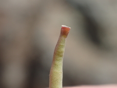 Streptanthus glandulosus albidus