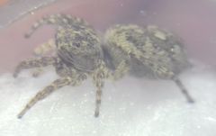 Attulus dzieduszyckii