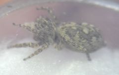 Attulus dzieduszyckii