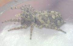 Attulus dzieduszyckii