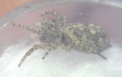 Attulus dzieduszyckii