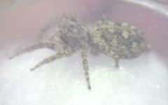 Attulus dzieduszyckii