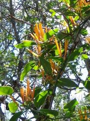 Agelanthus kraussianus