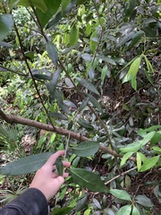 Nectandra coriacea
