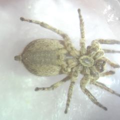 Attulus dzieduszyckii