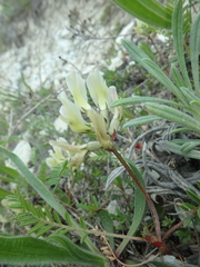 Astragalus fragrans