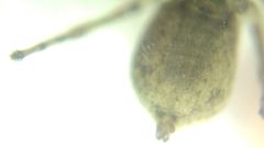 Attulus dzieduszyckii