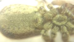 Attulus dzieduszyckii