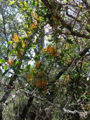 Agelanthus kraussianus