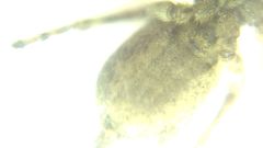 Attulus dzieduszyckii