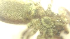 Attulus dzieduszyckii