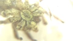 Attulus dzieduszyckii