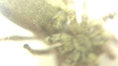 Attulus dzieduszyckii