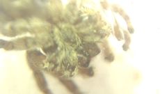 Attulus dzieduszyckii