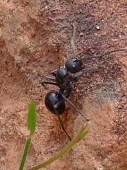 Polyrhachis militaris