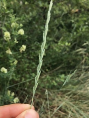 Thinopyrum intermedium intermedium