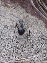 Polyrhachis militaris