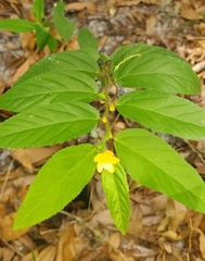 Sida planicaulis, photograph Laura Gaudette, CC BY, iNaturalist via GBIF