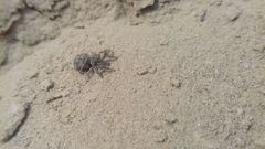 Attulus dzieduszyckii