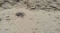 Attulus dzieduszyckii