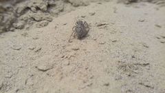 Attulus dzieduszyckii