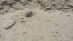 Attulus dzieduszyckii