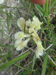 Astragalus fragrans